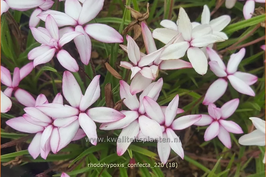 Rhodohypoxis confecta