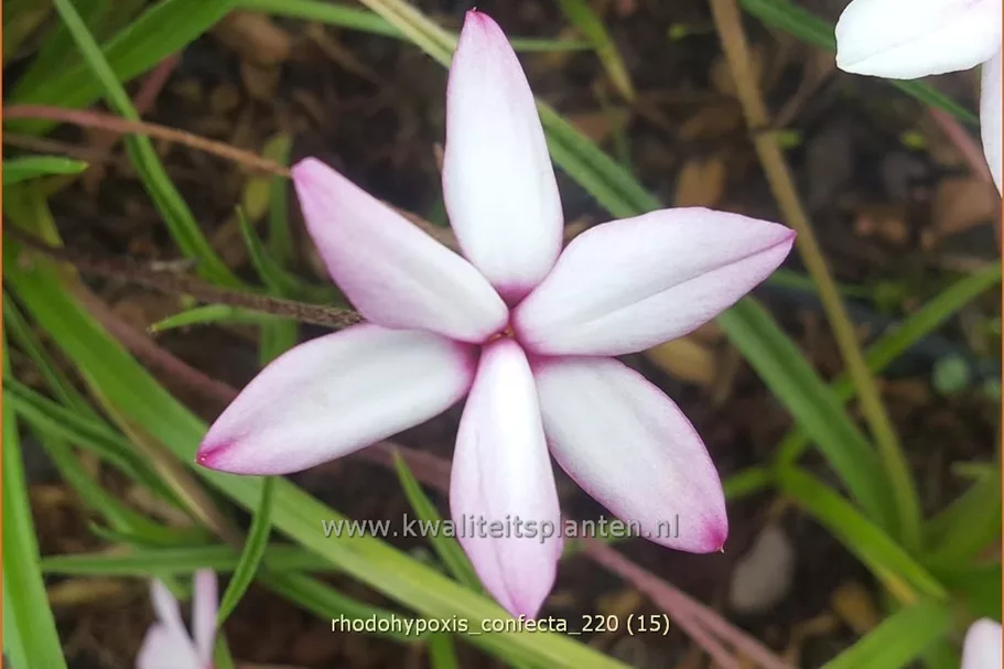 Rhodohypoxis confecta