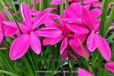 Rhodohypoxis 'Donald Mann'