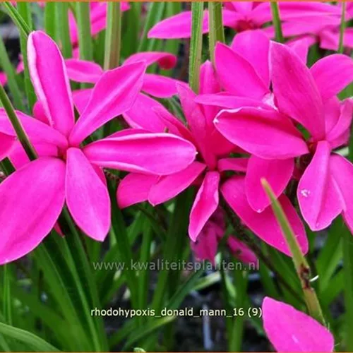 Rhodohypoxis 'Donald Mann'