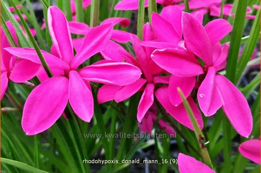 Rhodohypoxis 'Donald Mann'