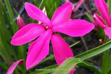 Rhodohypoxis 'Donald Mann'