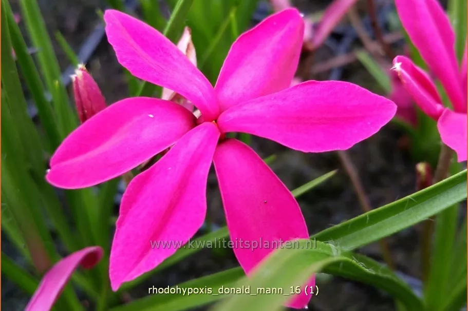 Rhodohypoxis 'Donald Mann'