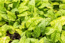 Pulmonaria officinalis 'Sissinghurst White'