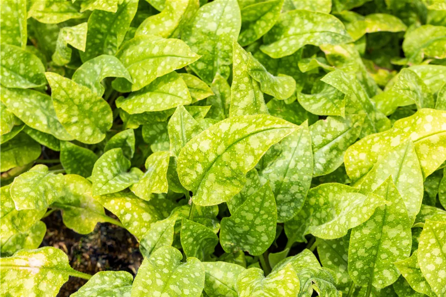 Pulmonaria officinalis 'Sissinghurst White'