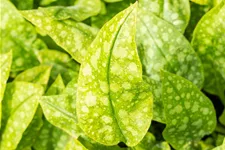 Pulmonaria officinalis 'Sissinghurst White'