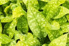 Pulmonaria officinalis 'Sissinghurst White'