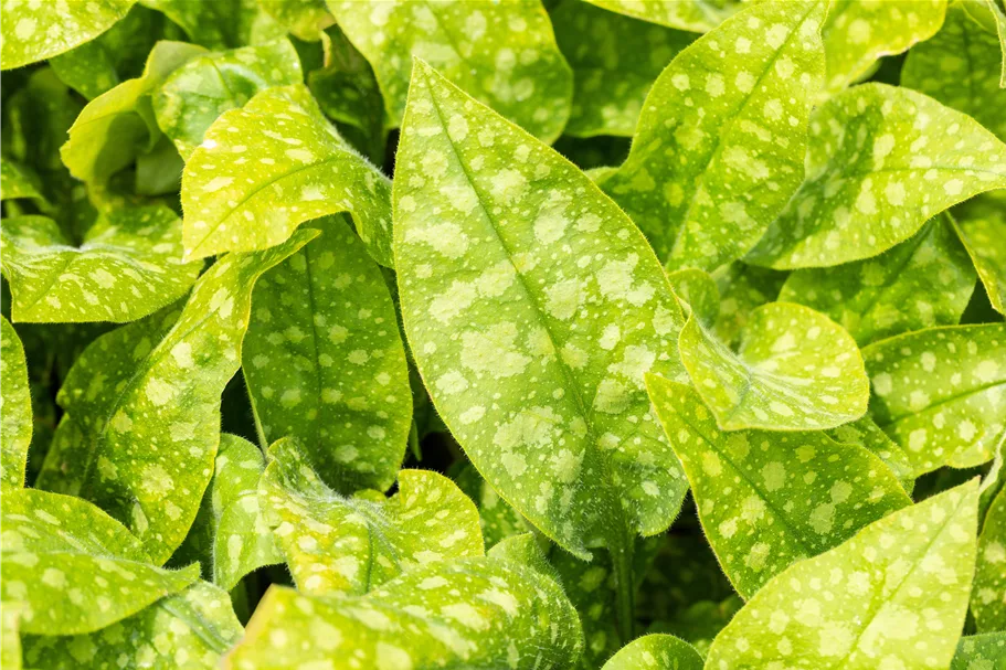 Pulmonaria officinalis 'Sissinghurst White'