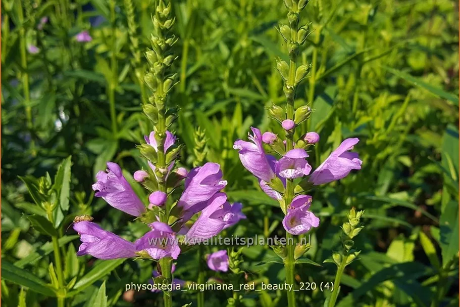 Physostegia virginiana 'Red Beauty'