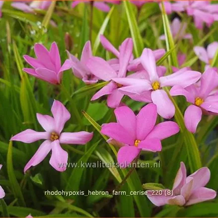 Rhodohypoxis 'Hebron Farm Cerise'