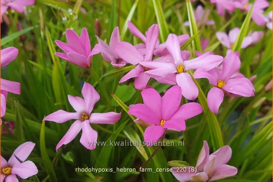 Rhodohypoxis 'Hebron Farm Cerise'