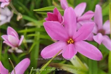 Rhodohypoxis 'Hebron Farm Cerise'