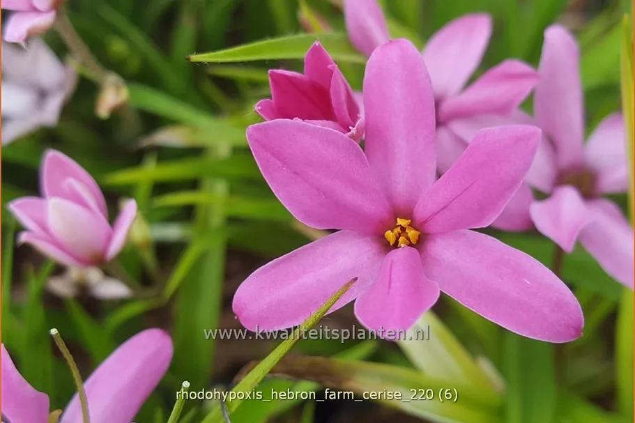 Rhodohypoxis 'Hebron Farm Cerise'