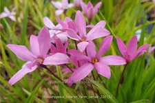 Rhodohypoxis 'Hebron Farm Cerise'
