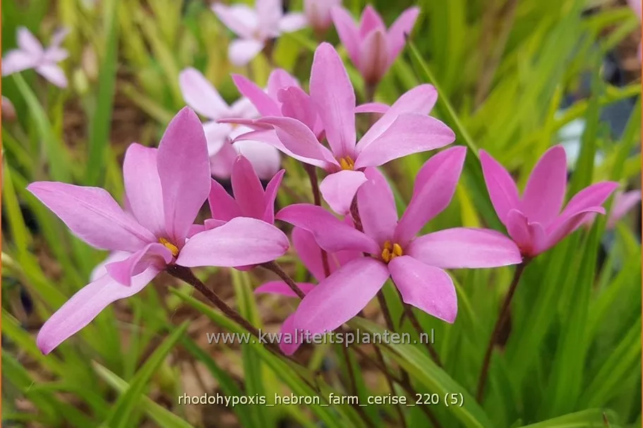 Rhodohypoxis 'Hebron Farm Cerise'