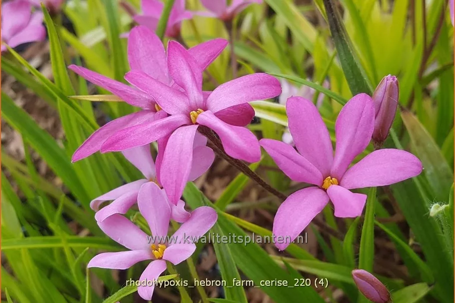 Rhodohypoxis 'Hebron Farm Cerise'