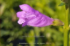 Physostegia virginiana 'Red Beauty'