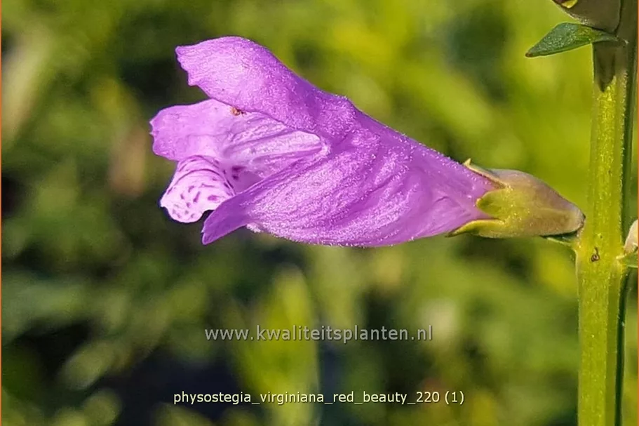 Physostegia virginiana 'Red Beauty'