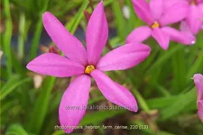 Rhodohypoxis 'Hebron Farm Cerise'