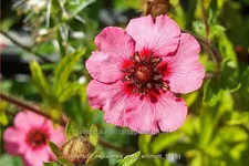 Potentilla nepalensis 'Miss Willmott'