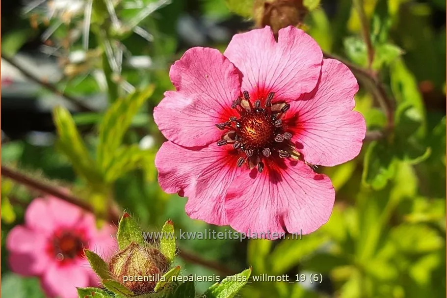 Potentilla nepalensis 'Miss Willmott'