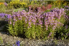 Physostegia virginiana 'Vivid'