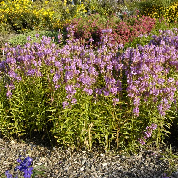 Physostegia virginiana 'Red Beauty'