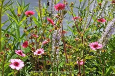 Potentilla nepalensis 'Miss Willmott'
