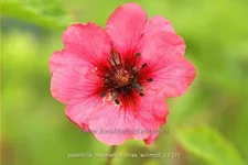 Potentilla nepalensis 'Miss Willmott'