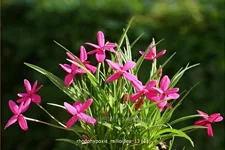 Rhodohypoxis milloides