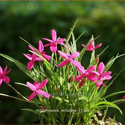 Rhodohypoxis milloides
