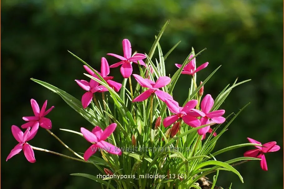 Rhodohypoxis milloides