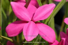 Rhodohypoxis milloides