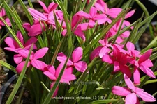 Rhodohypoxis milloides