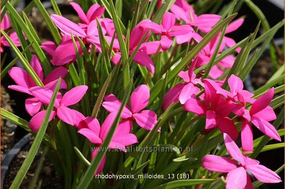 Rhodohypoxis milloides