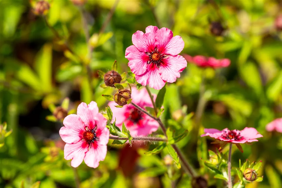 Potentilla nepalensis 'Miss Willmott'