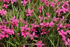 Rhodohypoxis milloides