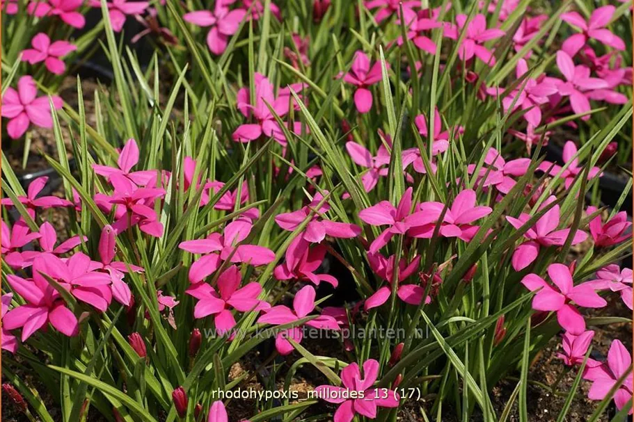 Rhodohypoxis milloides