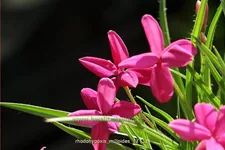 Rhodohypoxis milloides