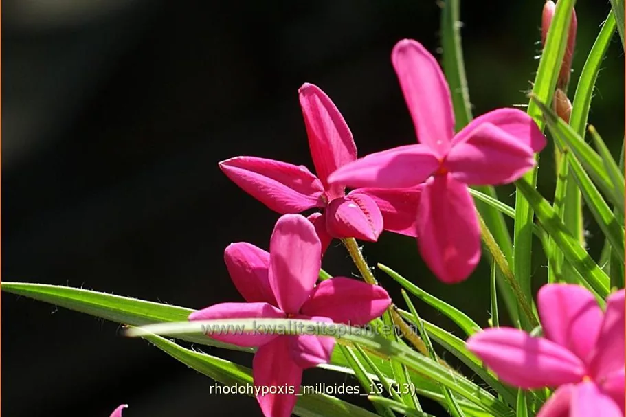 Rhodohypoxis milloides
