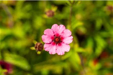 Potentilla nepalensis 'Miss Willmott'