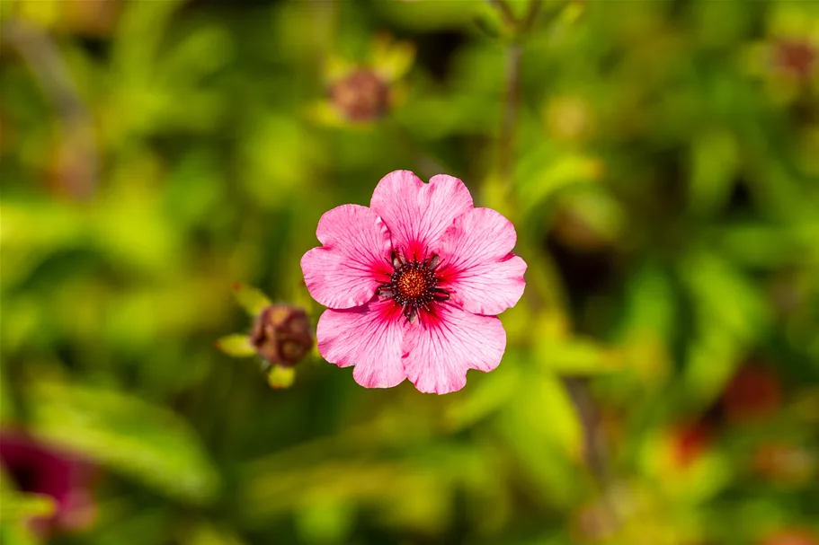 Potentilla nepalensis 'Miss Willmott'