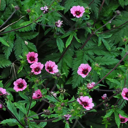 Potentilla nepalensis 'Miss Willmott'