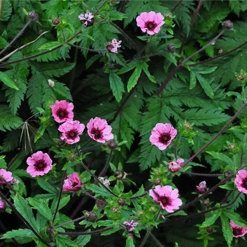 Potentilla nepalensis 'Miss Willmott'