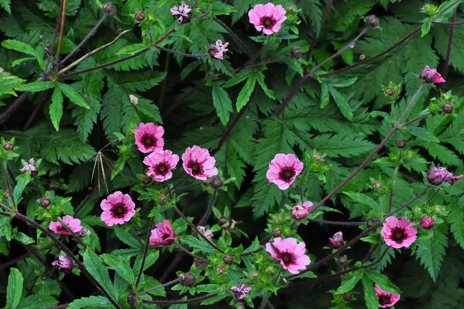 Potentilla nepalensis 'Miss Willmott'