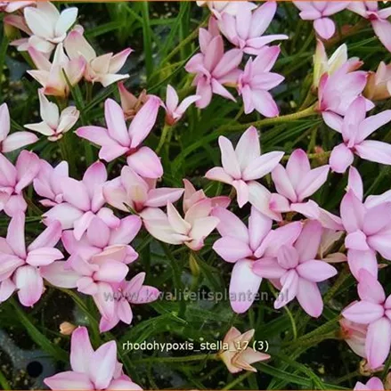 Rhodohypoxis 'Stella'