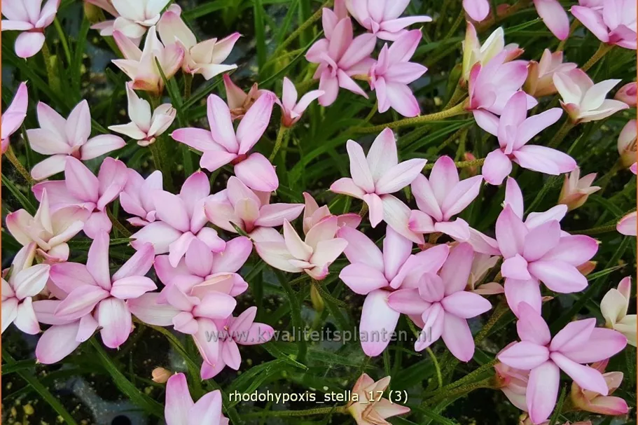 Rhodohypoxis 'Stella'