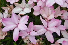 Rhodohypoxis 'Stella'