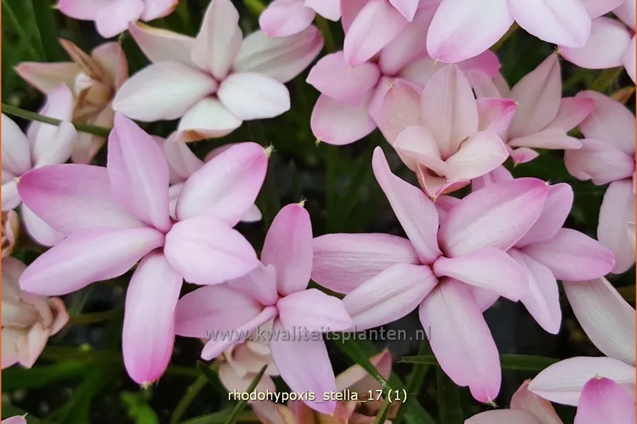 Rhodohypoxis 'Stella'
