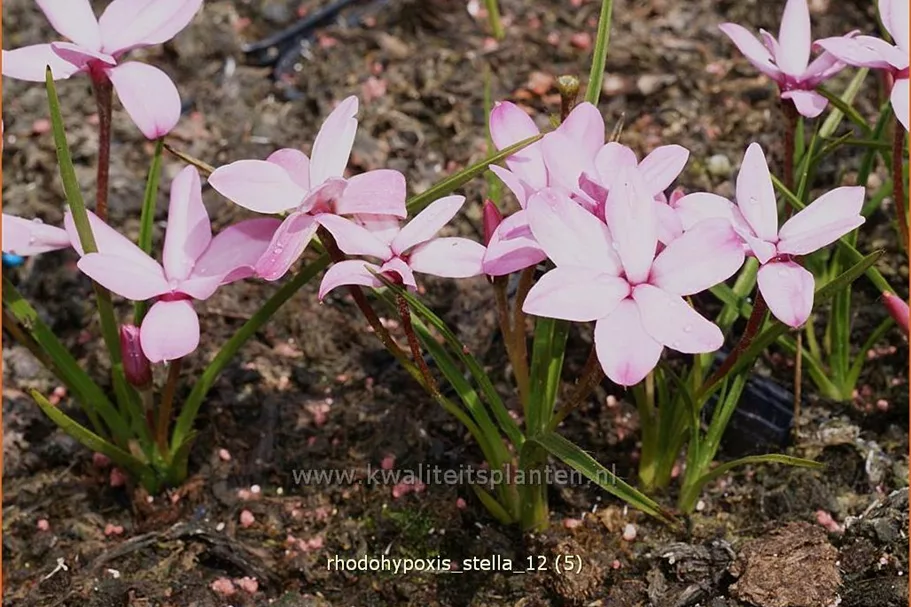 Rhodohypoxis 'Stella'